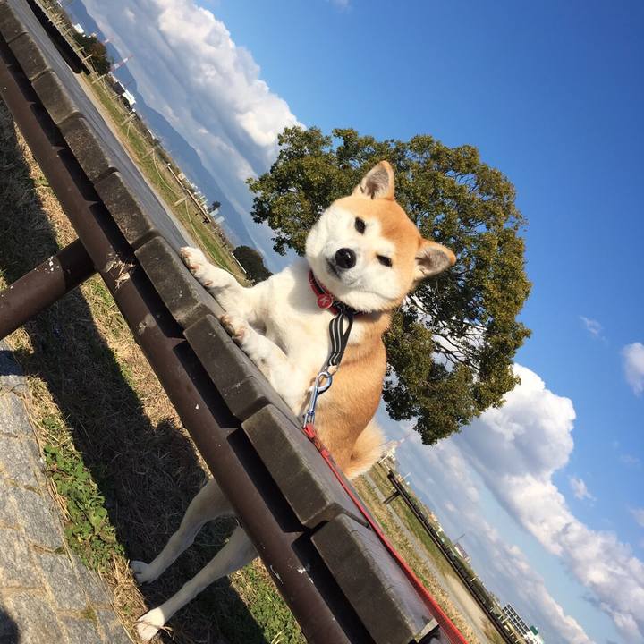 A1cc5ac2 aba0 461b 8c78 7deeda279d70 1513297228810