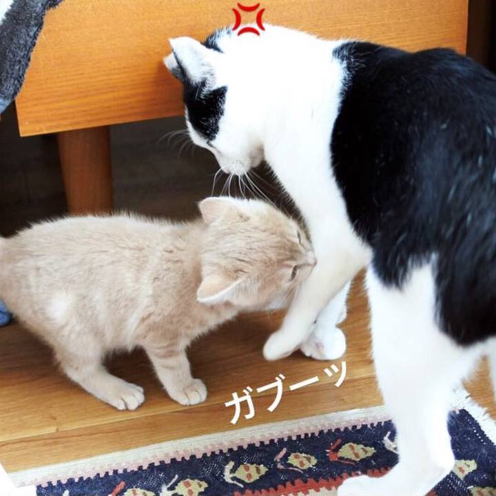 A1cd4aa9 b533 4d97 9473 64ce5e51db8e 1543046841338