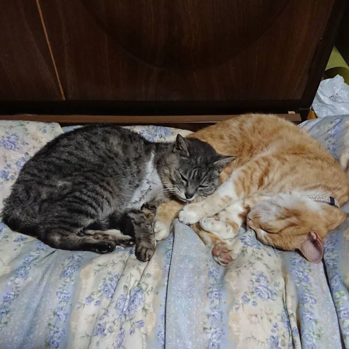 A1ce2a80 d610 464a 88e0 519cf83a8bb7 1589286035511