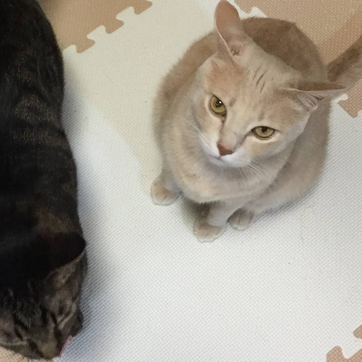 A1cee7e1 1250 4fe7 b8b4 3858027c5654 1510228174215