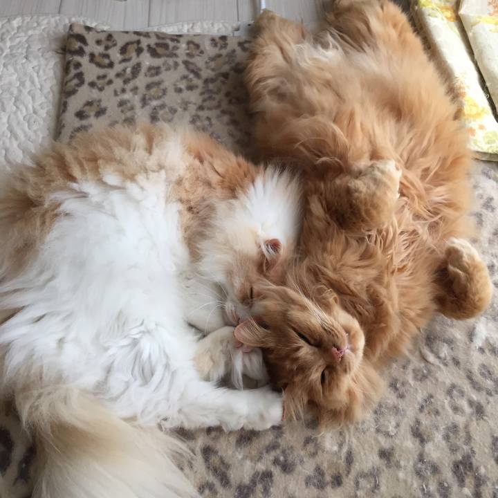 A1cf56ca 2ed6 4df3 bb31 9523c0462474 1524779873206