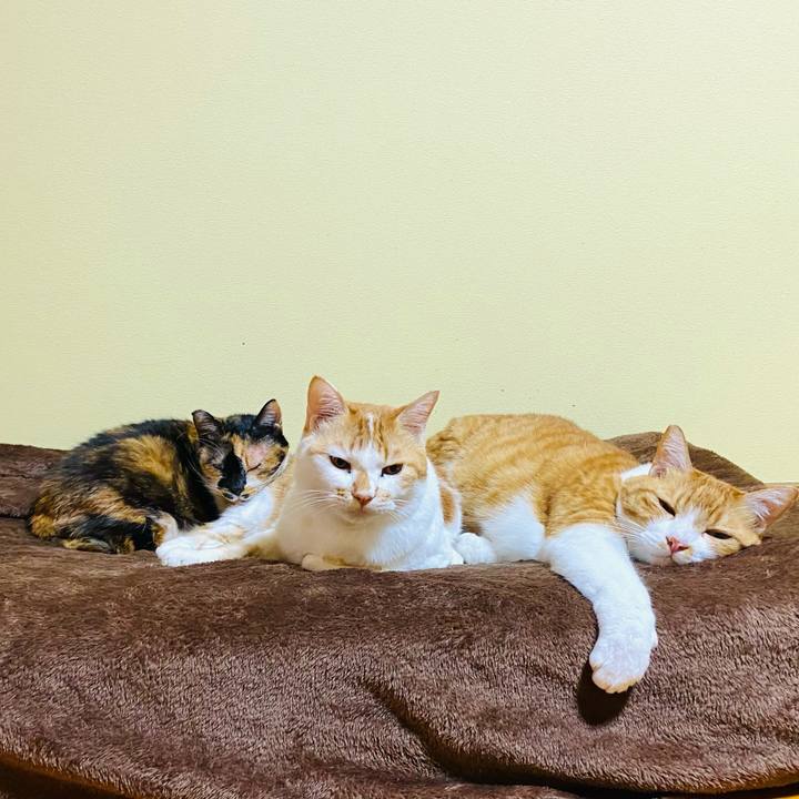 A1cf9ad5 a66d 4a8e ba2a 2ba504dce45f 1666184491164