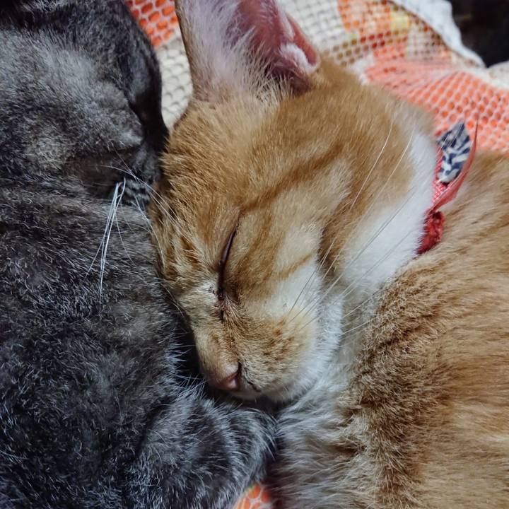 A1d2658d 59ad 439a 911a 83c83e72e5cf 1571662216488