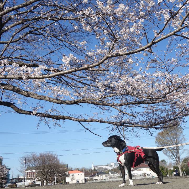 A1d26c84 d747 4438 b1f3 8d6b3d581fc0 1679274927397