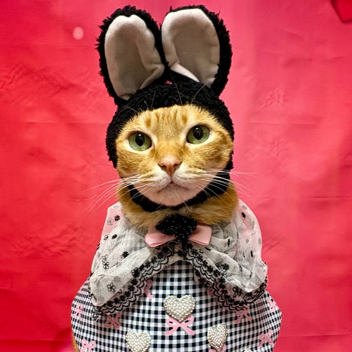 A1d2afdf 2919 44dd bdff e57c62af760b 1768519653024