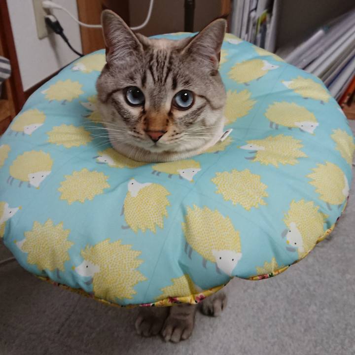 A1d35d6b da8d 45d4 8146 0c558d3a9bfe 1516113548993