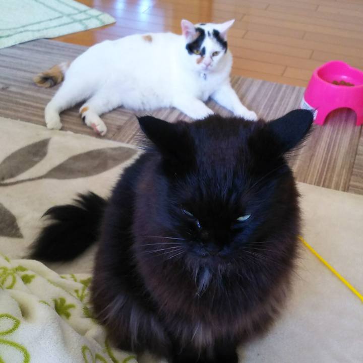 A1d36a2e 323f 4ad0 925b cce7ee3c6f13 1520377919480