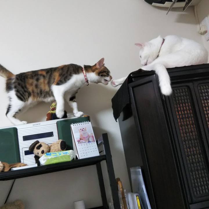 A1d4e873 6ce0 408c bd22 bfdbd1107192 1637019282133