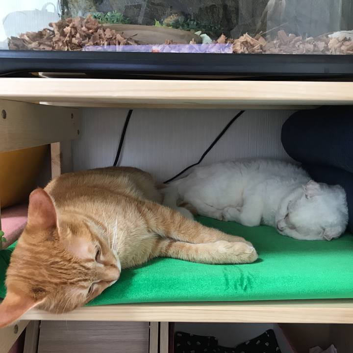 A1d50434 eb2a 4558 a85b b38eaa3c0bf3 1508204515893