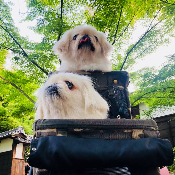 A1d5ff3e adf8 4d8e bd2e 40632919b07b 1588631536481