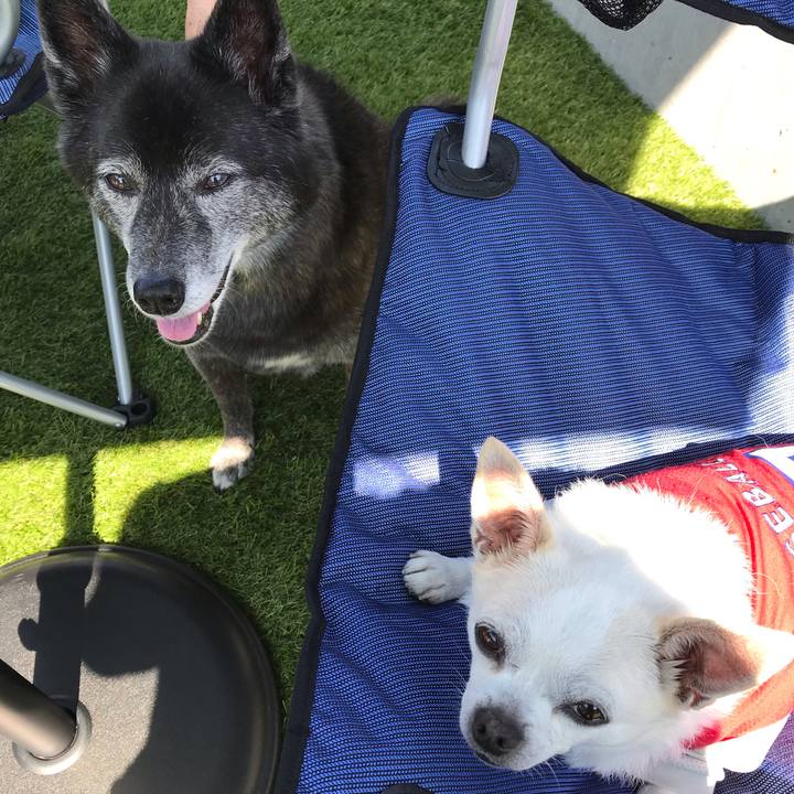 A1d73755 279f 44f2 a7f1 cd81e0d6605d 1596286351836