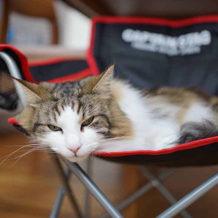 A1d7a96f 9ddc 4d57 8c5c e9d5ae1eeab8 1589172345839