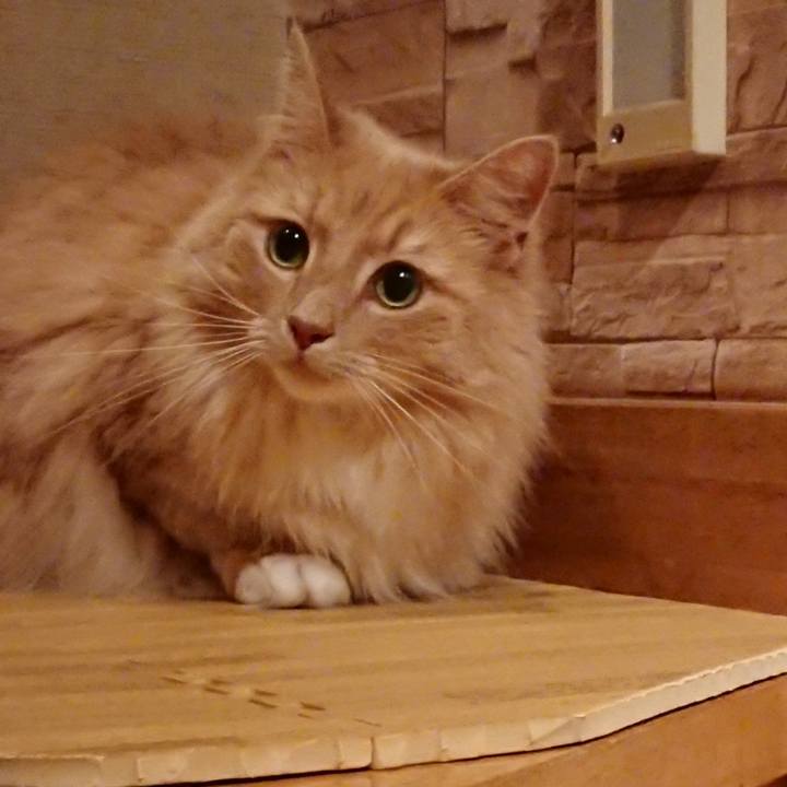 A1dc55a7 b38d 4aac 97fa d5728321b860 1530540355095