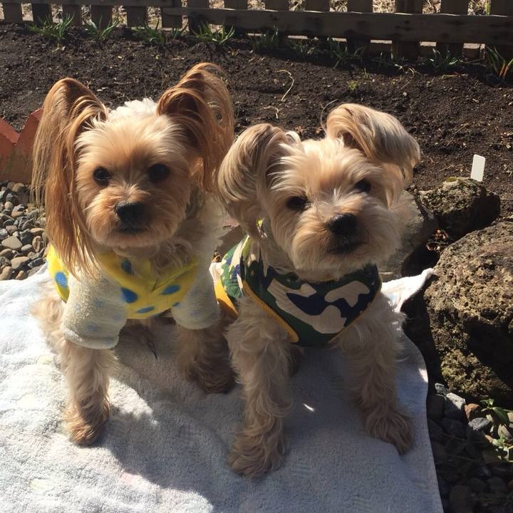 A1dc6e50 bc44 4fe8 833c a7df26f748d7 1523837539035