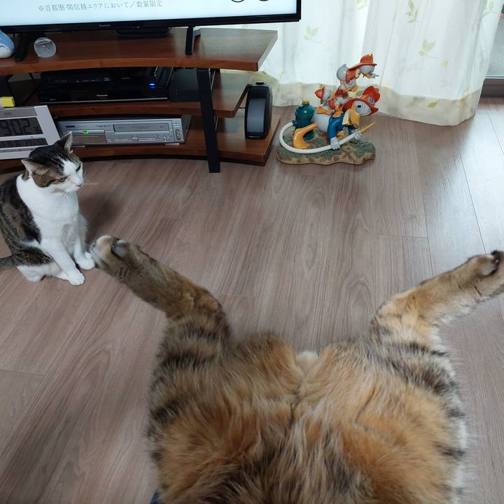 A1dd5ef0 2dd9 4f6e a216 3f69246df0eb 1731633279246