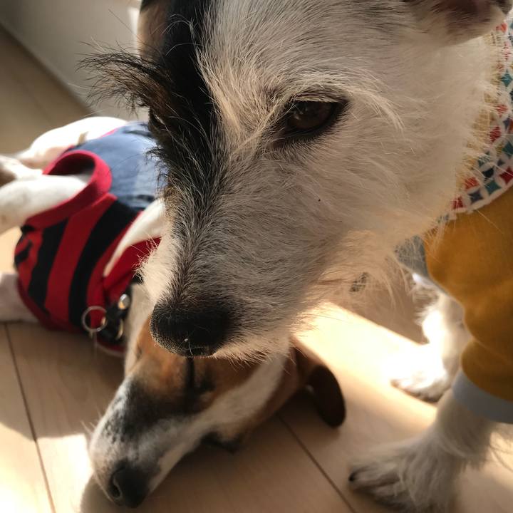 A1e0bcf9 5181 471a 831b 739dd0dba668 1509503991079