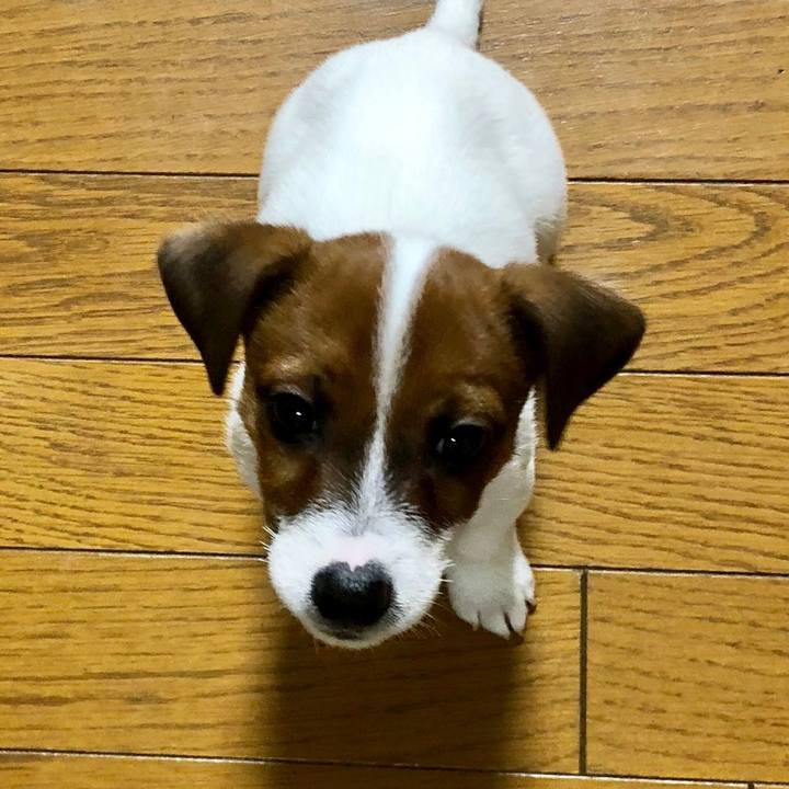 A1e1985a 61be 405a 9080 ca0113154a19 1510966910089