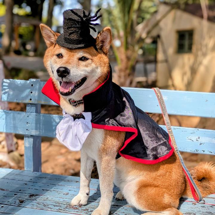 A1e30b8d 7d61 44a3 94e0 e5fc5231c649 1760332116223