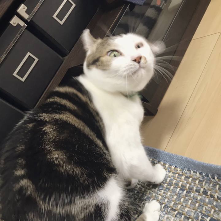 A1e4a5e2 2e32 4da0 a346 455607d2590e 1538534776779