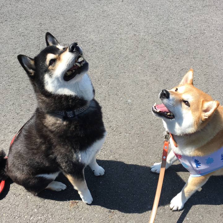 A1e4cbba 6ffb 49f5 bf66 b2a09469400c 1521945755970