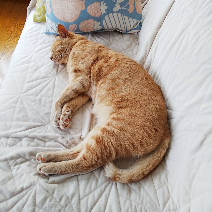 A1e7ea3e 61d9 43cf bacf 5307195d478d 1623472900485