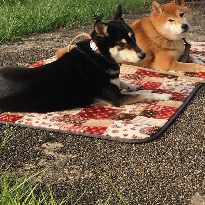 A1eb0871 0336 4927 86fe 20bccd45c1e3 1601256532449