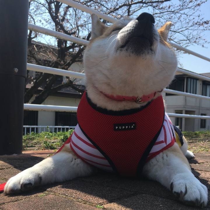 A1ec1174 e394 4421 bad9 7e815f41d72a 1584588829999