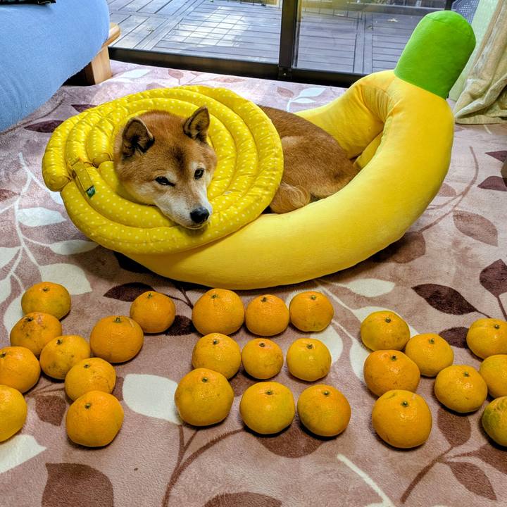 A1ecc8d8 0129 43a2 8d88 236c96a11906 1762997137124