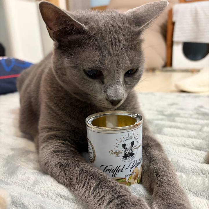 A1ed58ef f092 47db 8c2c a4e1876c585c 1763908521012