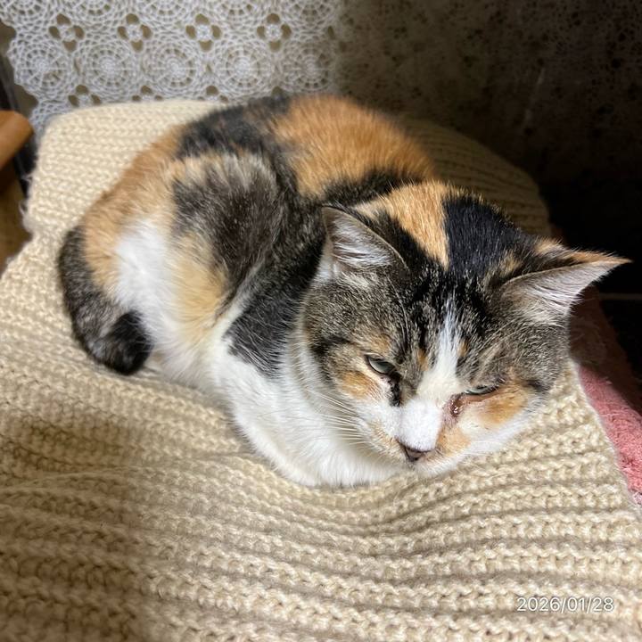 A1edc8e6 3815 497e 860b 9da75701079a 1769551090448