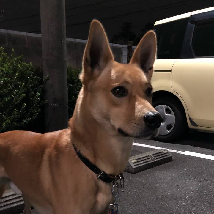 A1ee29e2 c2da 49ab b4f2 ce43bb4c70e5 1544005485880