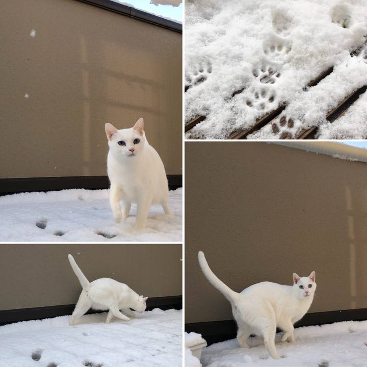 A1f0c8a5 52a8 4cdb 994a c7084fa3df1c 1518404645323