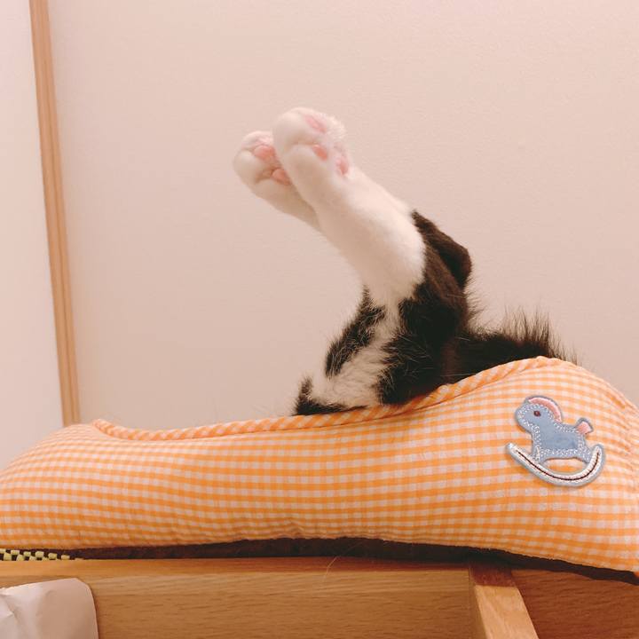 A1f2fbea a03a 4bdd be9e 832c7f2c68a9 1559902106468