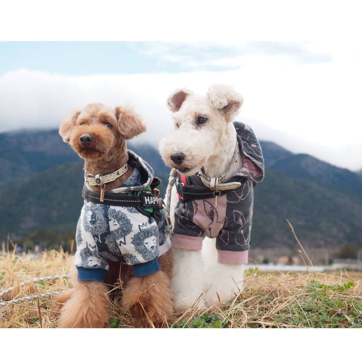 A1f333d3 88f9 4c0e 9a5f fb5ebe94ef82 1583707107250