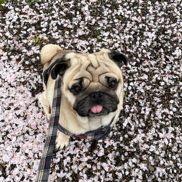 A1f425f8 8763 4311 bea6 0a993e0b728b 1648821092207