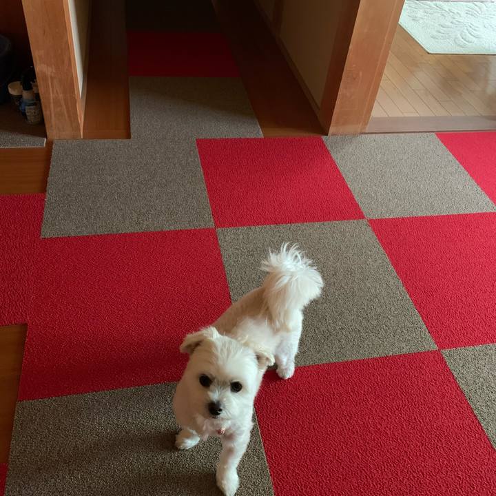 A1f63396 0861 4c99 a7a1 bfafeb0d6f04 1619507449282