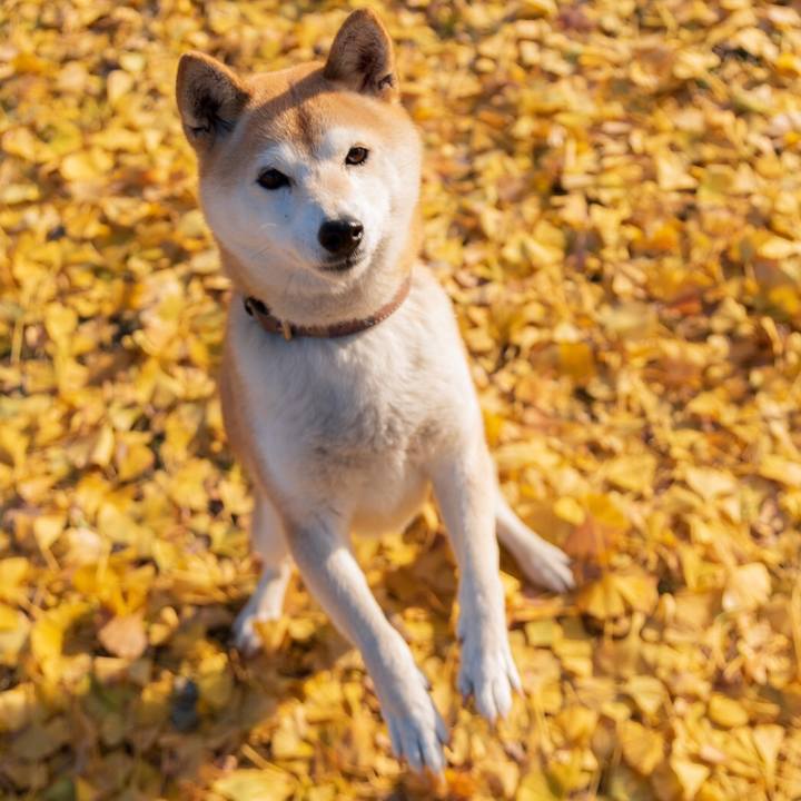 A1f7459e a910 441e ac7e e429af03ef0c 1576298450826