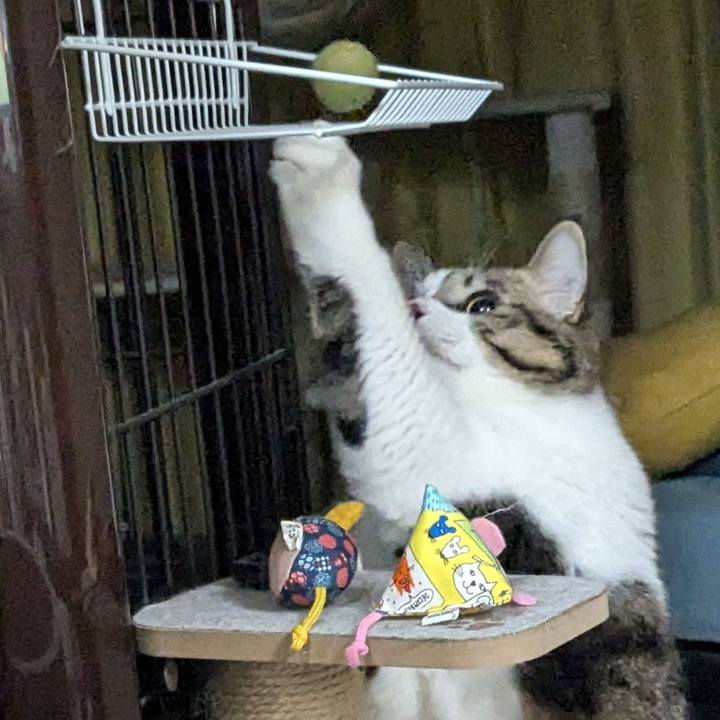 A1fa0f95 43f5 4cfb 8638 2a6b7b782ec6 1733138073607