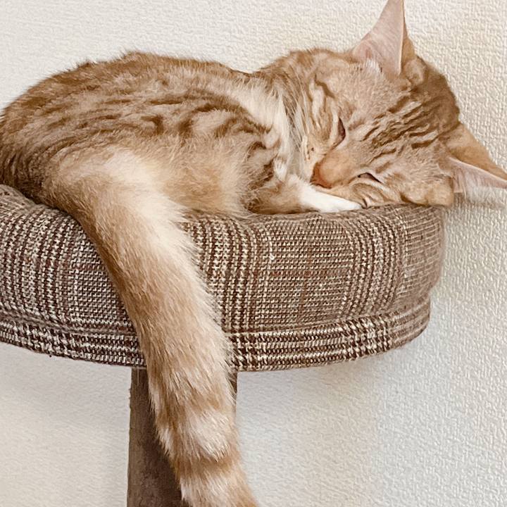 A1fa5ef1 e67f 4fe6 864b b69c21eb61ce 1654604759604