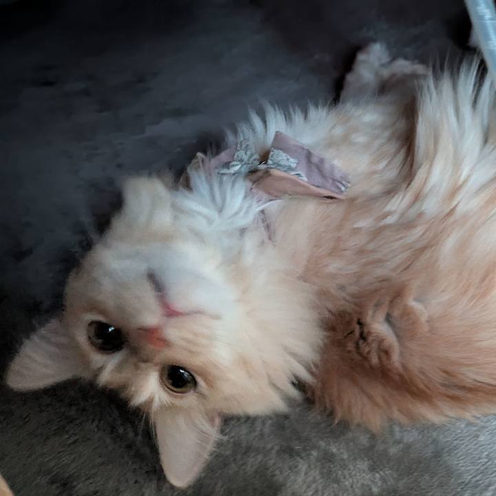 A1fdc845 8972 436b b0ec 89b7e61305df 1736298439714