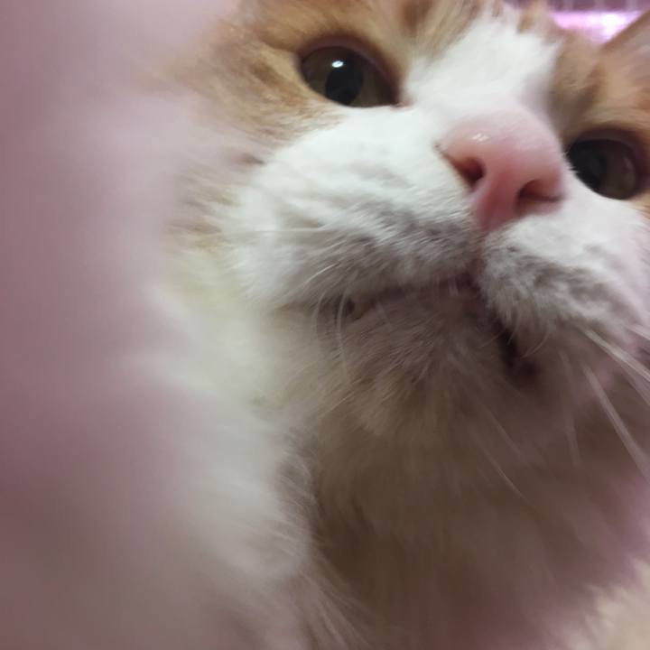 A1fed0c5 2a9a 4ee2 a27c 56255aa67303 1519265549401