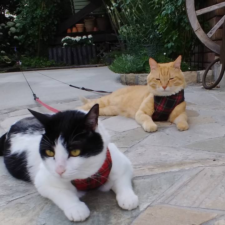 A1ff3878 ac91 45b6 b6b2 0cde3b494555 1593242123955