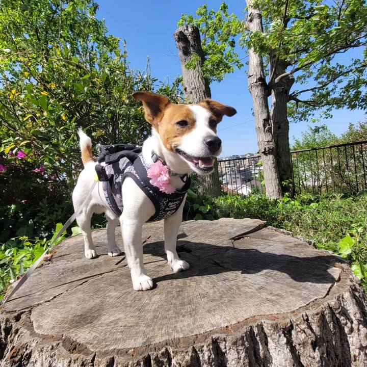 A2017011 b997 409a bd3e 465310a5d254 1713499638624