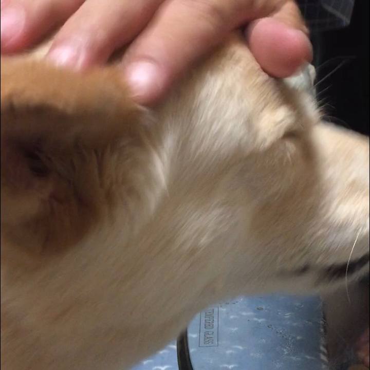 A203773d 6a25 458f 815f dcf0029b5afc 1526009361900