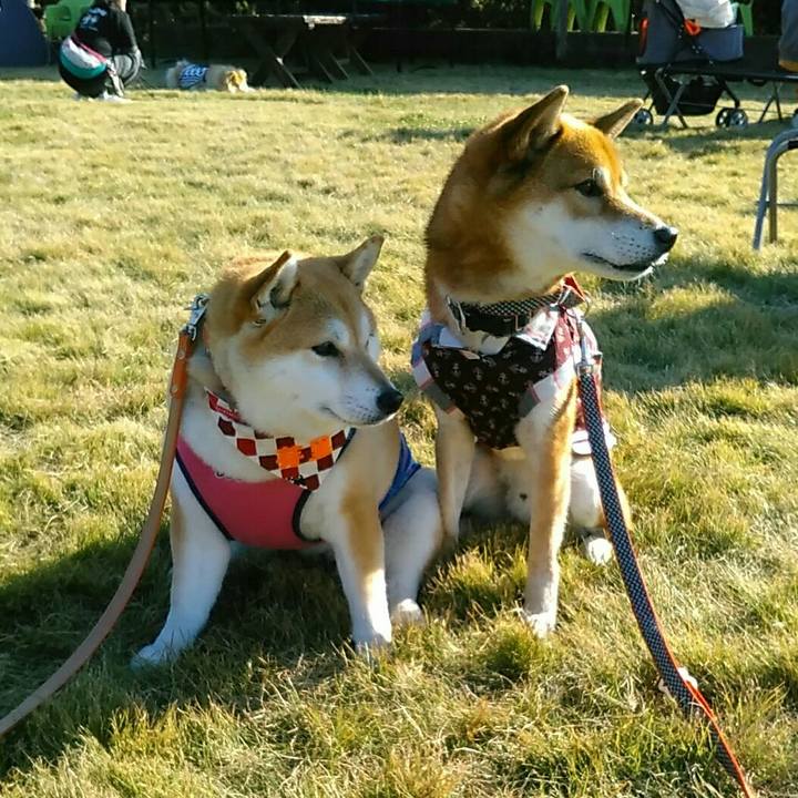 A2041824 7817 4d76 b13e 0b123a26120d 1573911229851