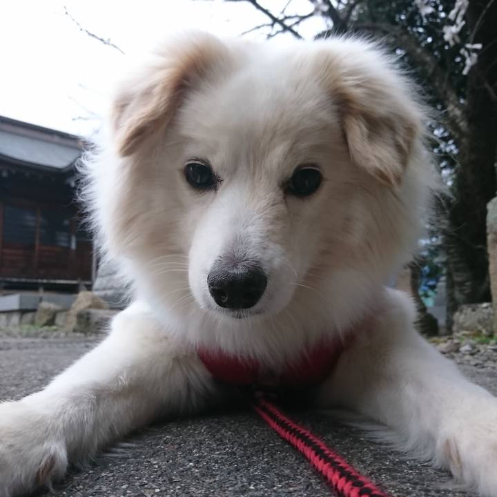 A2065fb0 9662 42e4 b1f5 56e538f16637 1521496074774