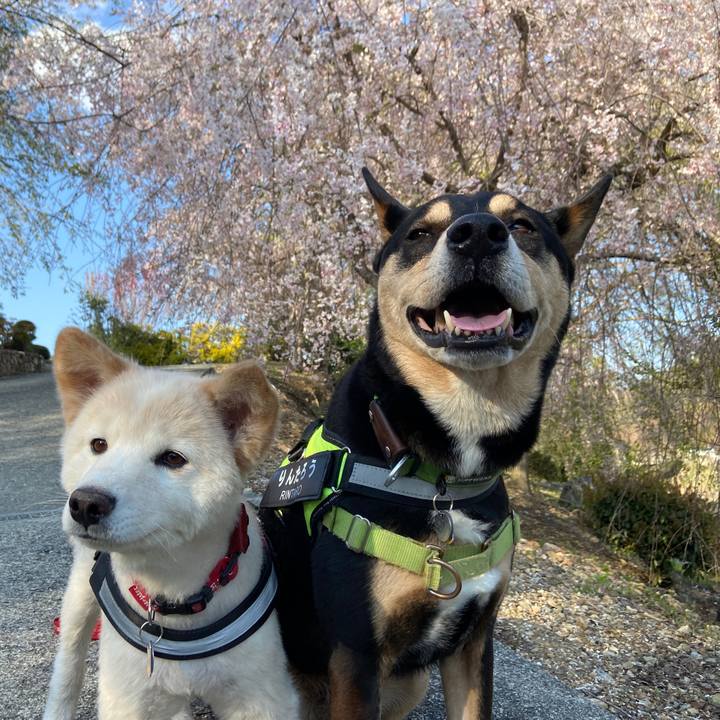 A2071c6b 2ed4 4b51 9c97 c60c363efa88 1681125393071