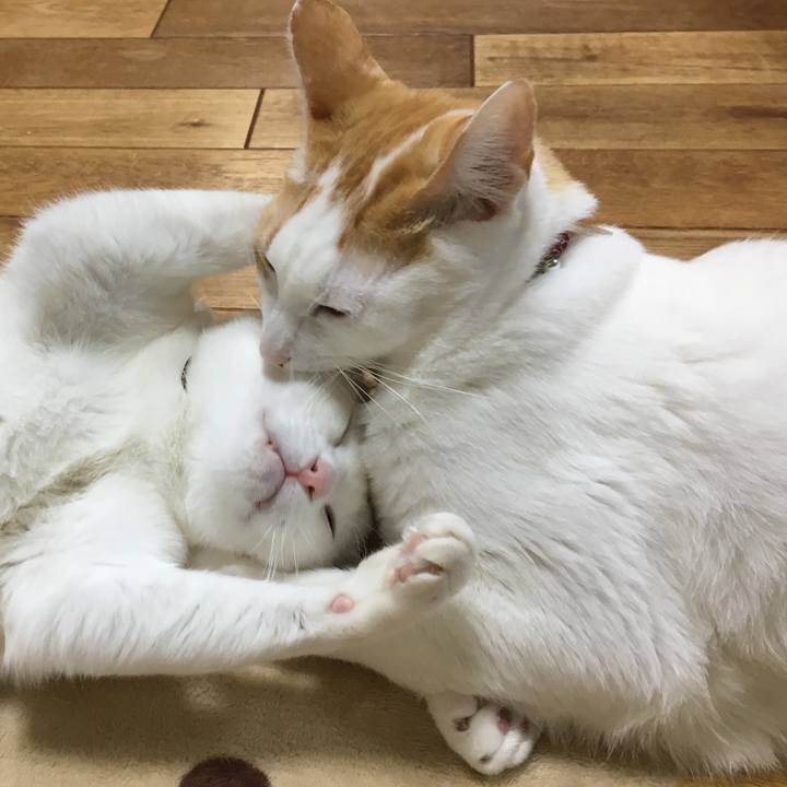 A2076bee 5f37 4db8 8ad1 cd8a56cced46 1512727245833