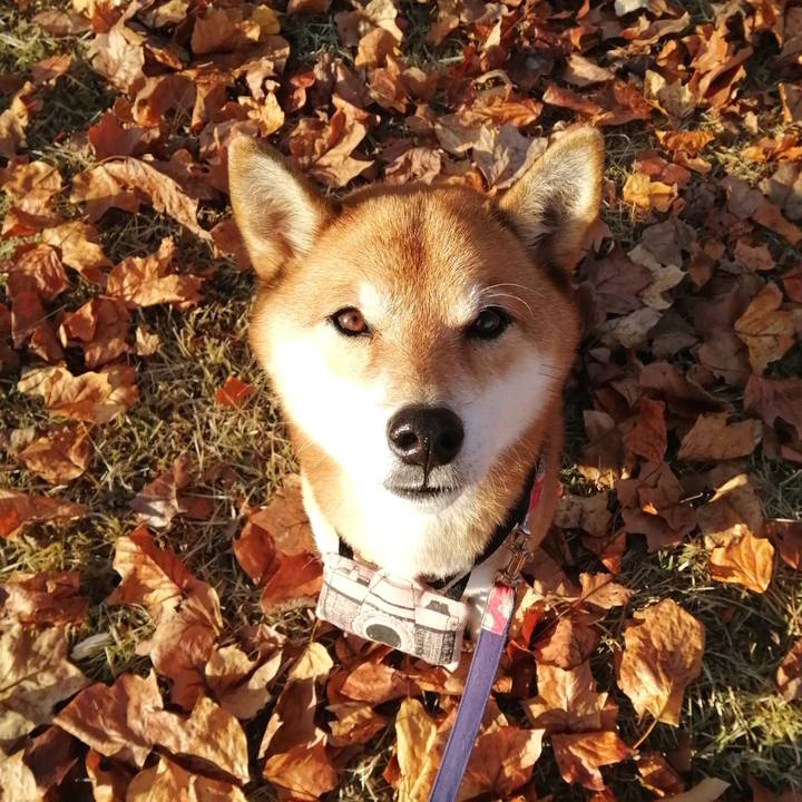 A20acd75 c66b 49ed 895c ebb5ebb7270a 1605137321004