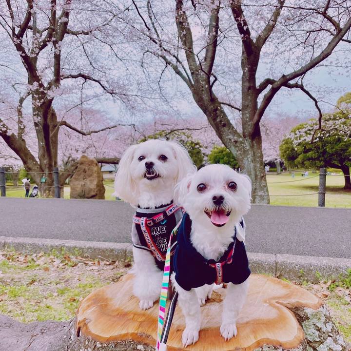 A210f22b 4dc4 4e28 97cf 4bad336c79fa 1648440115346